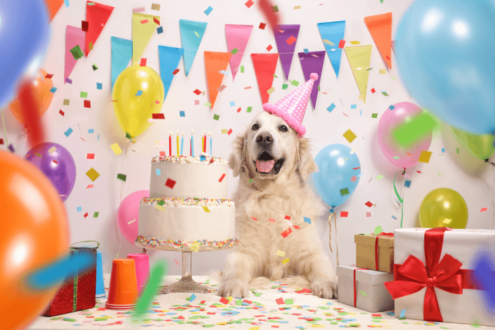Fiesta tematica de cumpleaños para perros