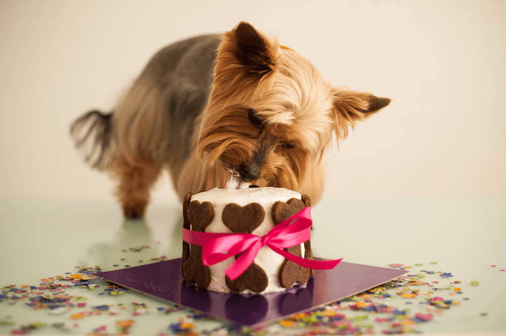 Torta de Cumpleaños para perros