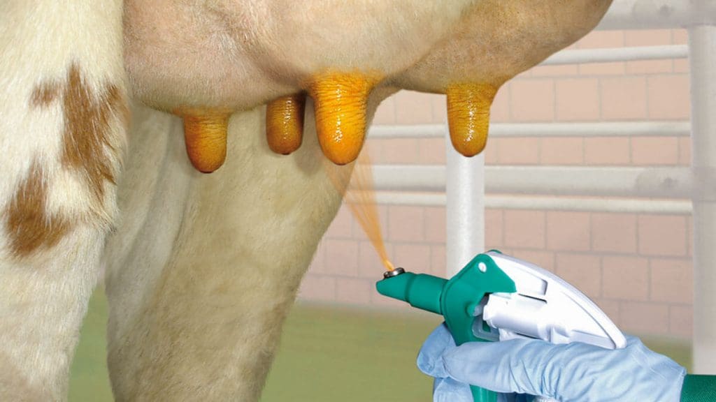 tratamiento mastitis bovina