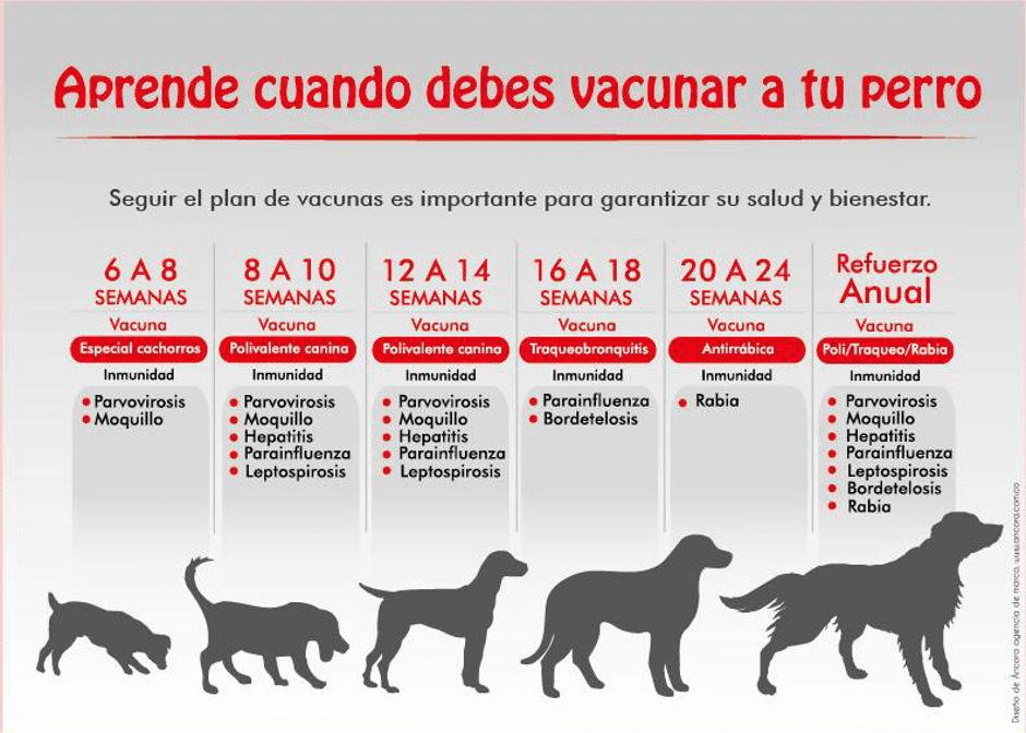 calcetines Lógico Adolescencia La primera vacuna para un cachorro o su primera mascota - mott.social