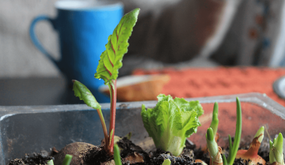 Cultiva un Biohuerto en casa