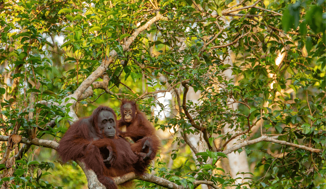 orangutanes en su habita natural