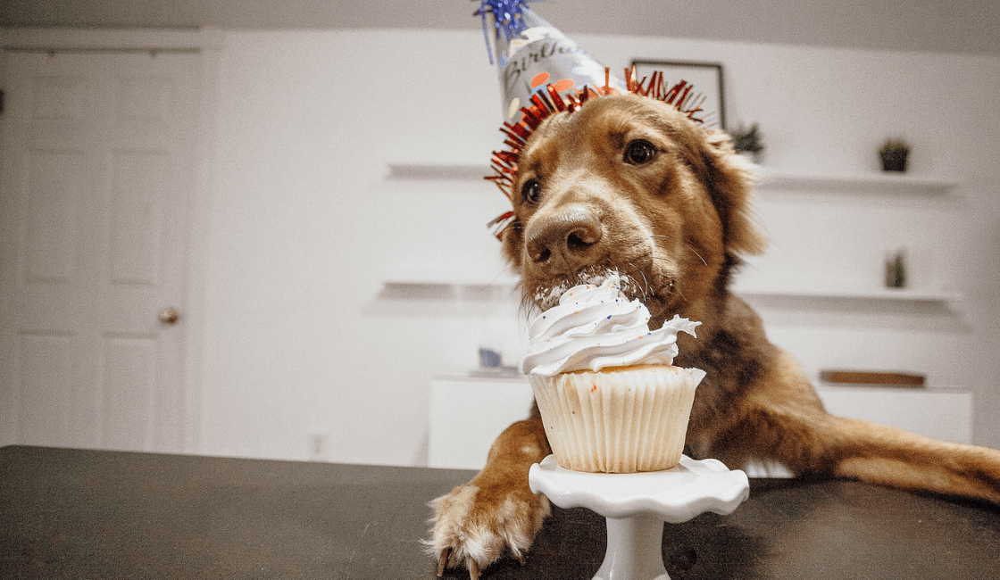 postres-cupcake para perros 