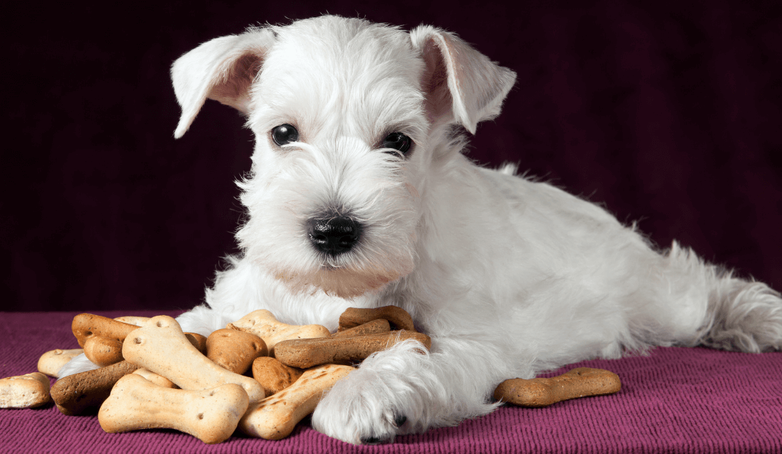 postres-galletas para perros 