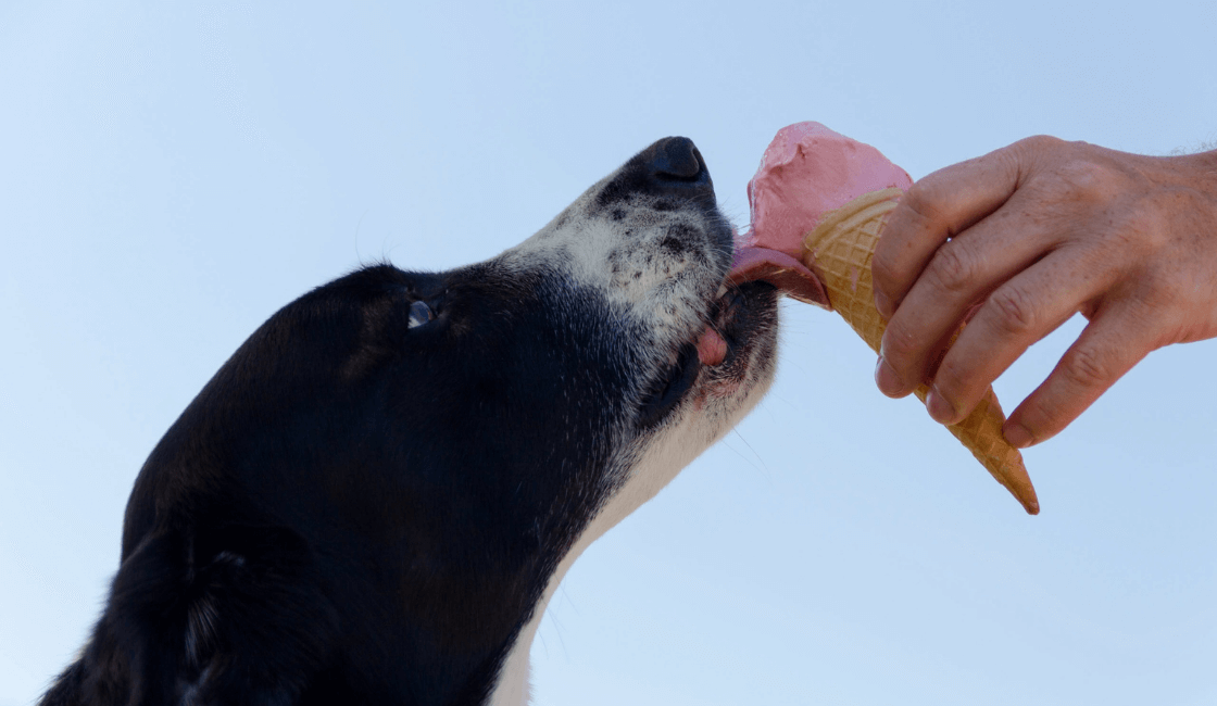 postres-helados para perros