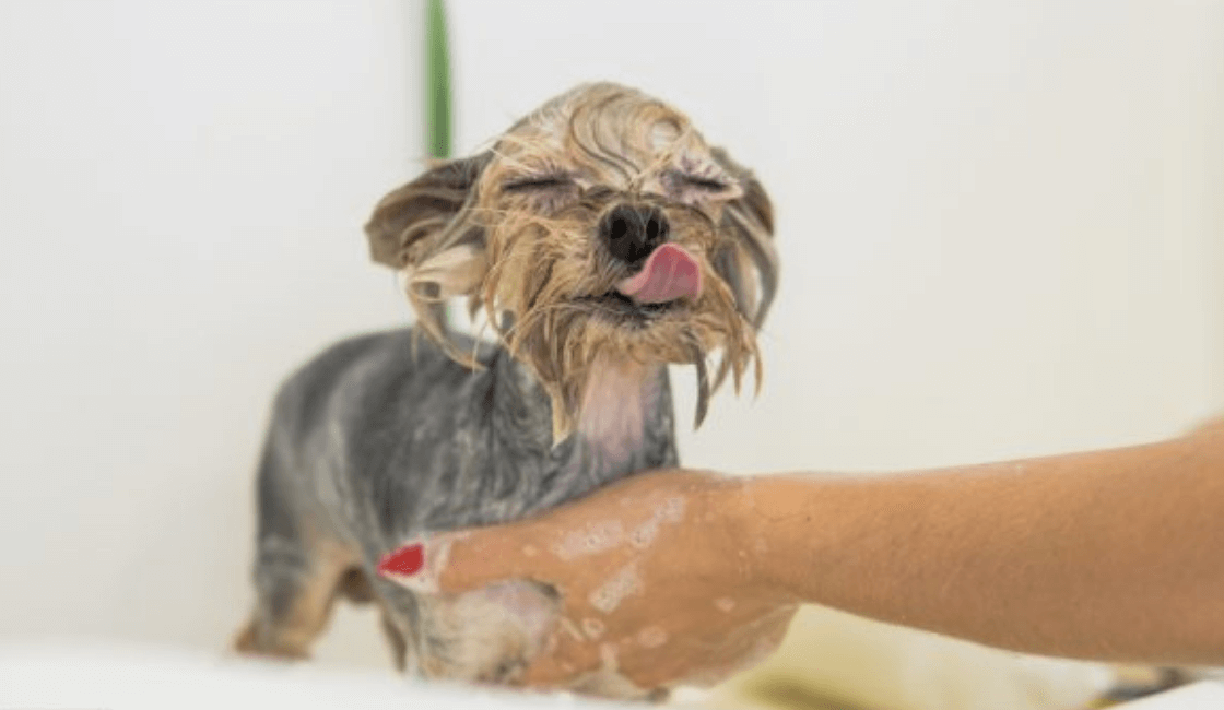 perro bañandose