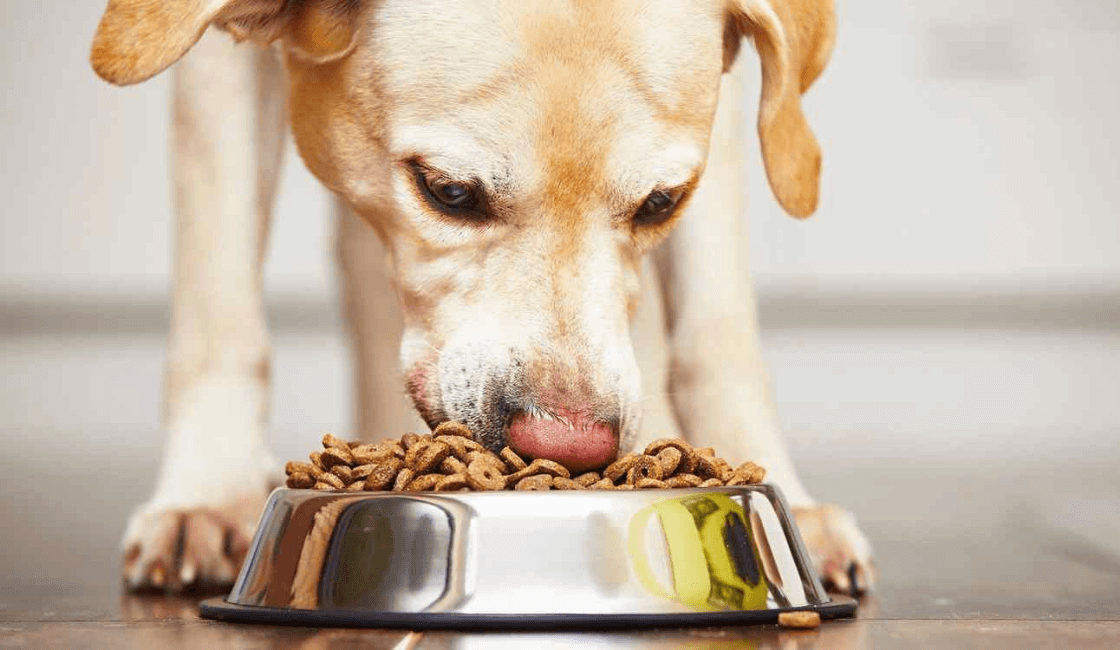 perro comiendo y cuidados después de castrar a un perro