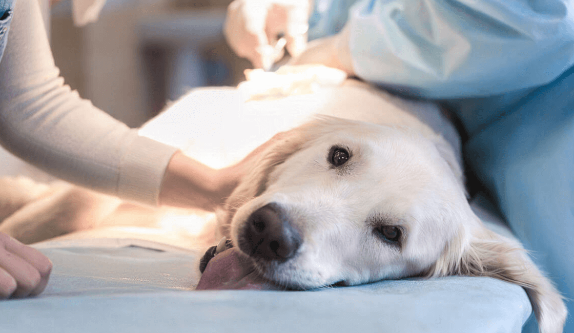 perro en cirugia y sus cuidados después de castrarlo