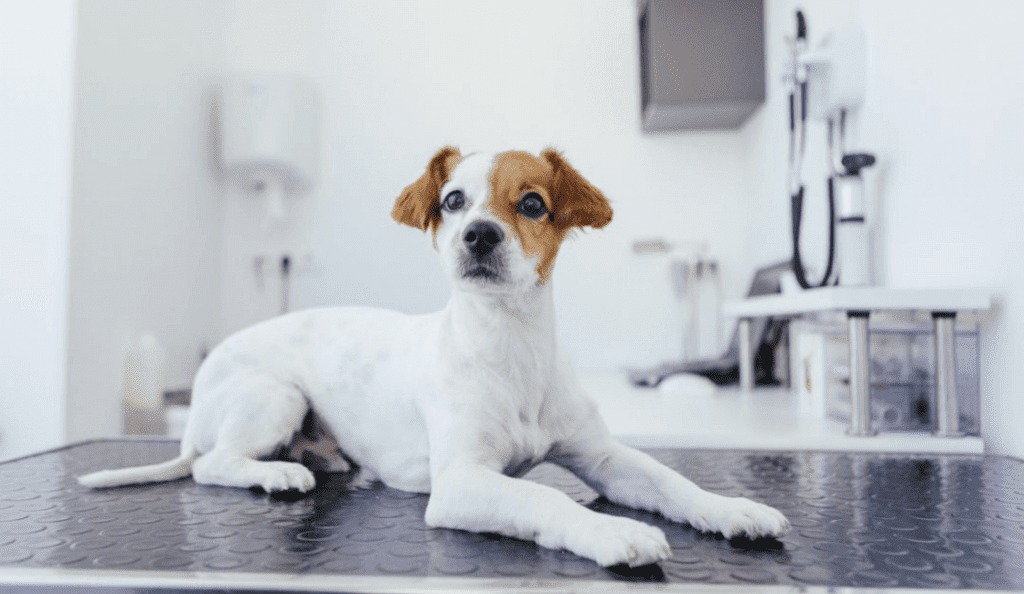 perro en veterinaria y cuidados después de castrarlo
