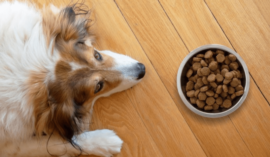 perro no quiere comer comida después de la castracion