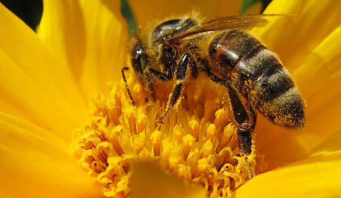 propiedades de la miel de abeja