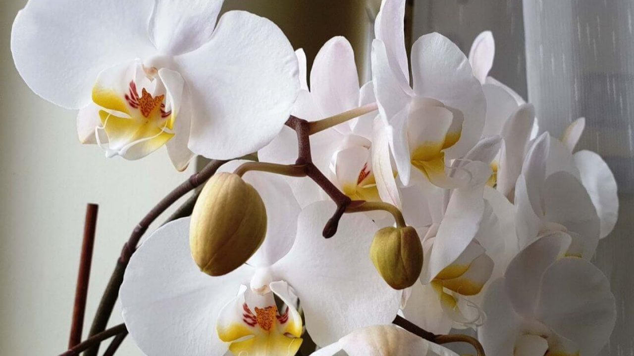Cómo cuidar las Orquídeas Phalaenopsis en Casa - MOTT Social