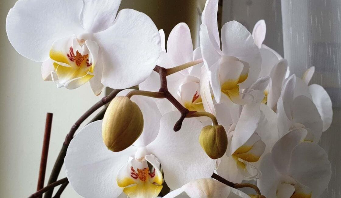 orquidea phalaenopsis blanca floreciendo con botones en casa