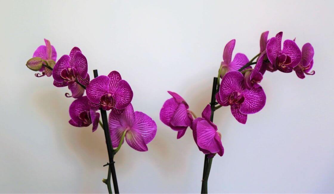 varas florales orquideas phalaenopsis cuidados y mantenimiento en casa