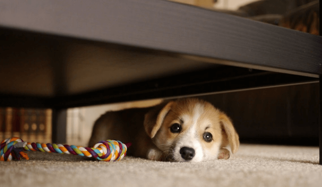 el escondite entre los juegos para perros